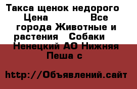 Такса щенок недорого › Цена ­ 15 000 - Все города Животные и растения » Собаки   . Ненецкий АО,Нижняя Пеша с.